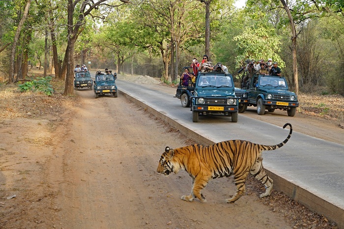 Royal Bengal Tigers in Bandhavgarh